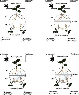 Common <mark class="highlighted">Mycorrhizal Network</mark> Induced JA/ET Genes Expression in Healthy Potato Plants Connected to Potato Plants Infected by Phytophthora infestans